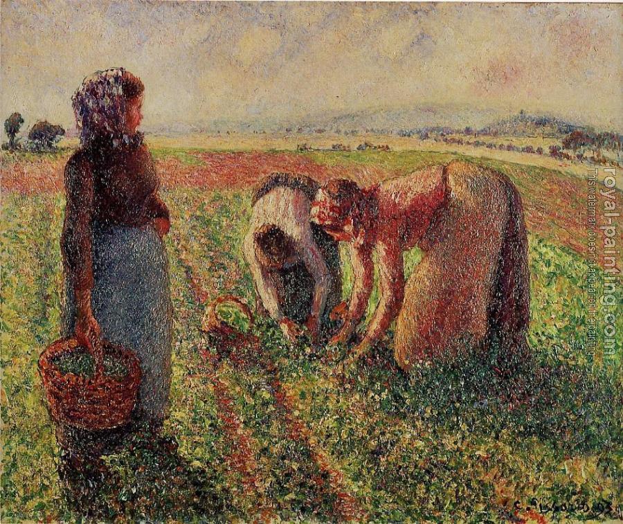 Camille Pissarro : Picking Peas III